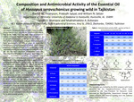 Composition and Antimicrobial Activity of the Essential Oil of Hyssopus seravschanicus Growing Wild in Tajikistan