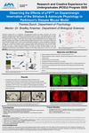 Observing the Effects of p75NTR on Dopaminergic Innervation of the Striatum and Astocyte Physiology in Parkinson's Disease Mouse Model